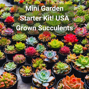 Bring Nature Home with Altman Plants Assorted Live Plants